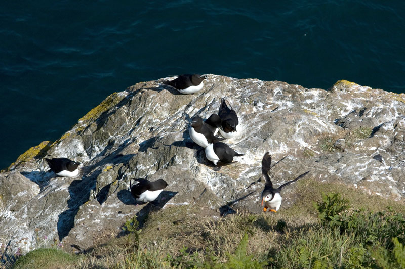 Guillemot and puffin, large file