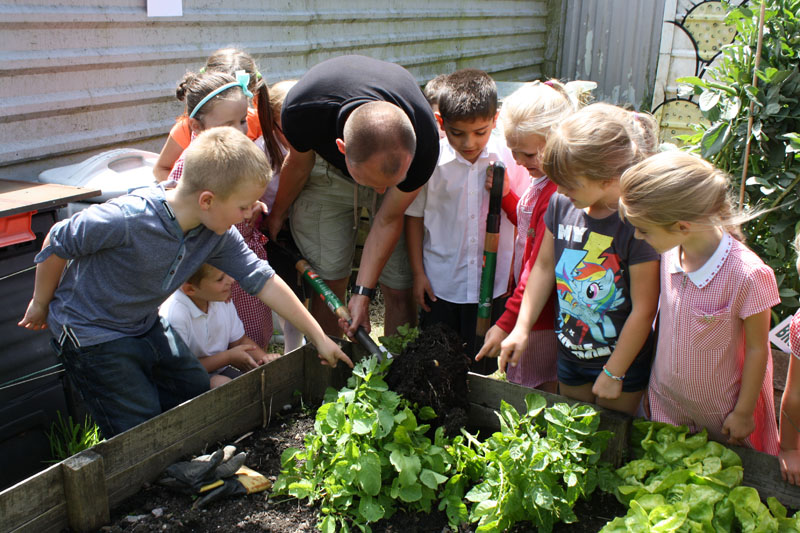 Pupils from Nant-y-Parc Primary pulling up potatoes at Aber Valley Community Allotment with Gerwyn Harris, Health Living Officer