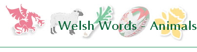Welsh Words - Animals