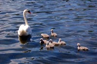 Swan and Cygnets - Roath Park