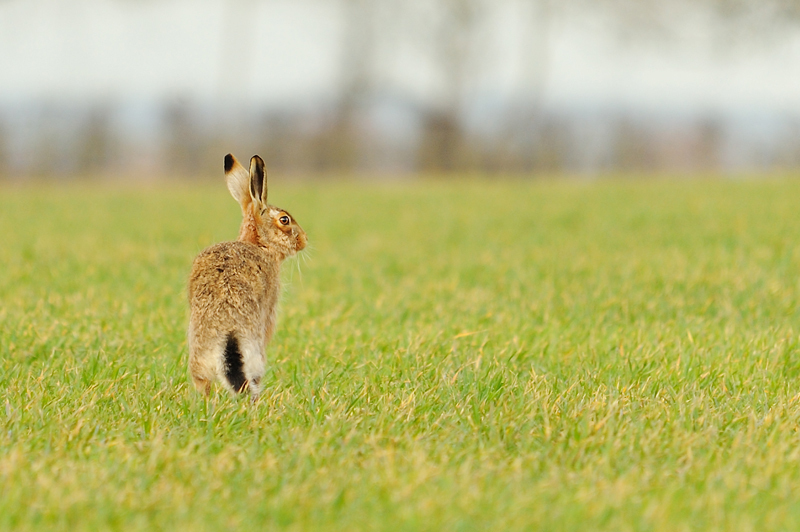 Brown Hare (c) Amy Lewis