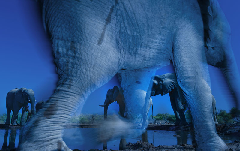 Wildlife Photographer of the Year 2013 – Essence of Elephants © Greg du Toit