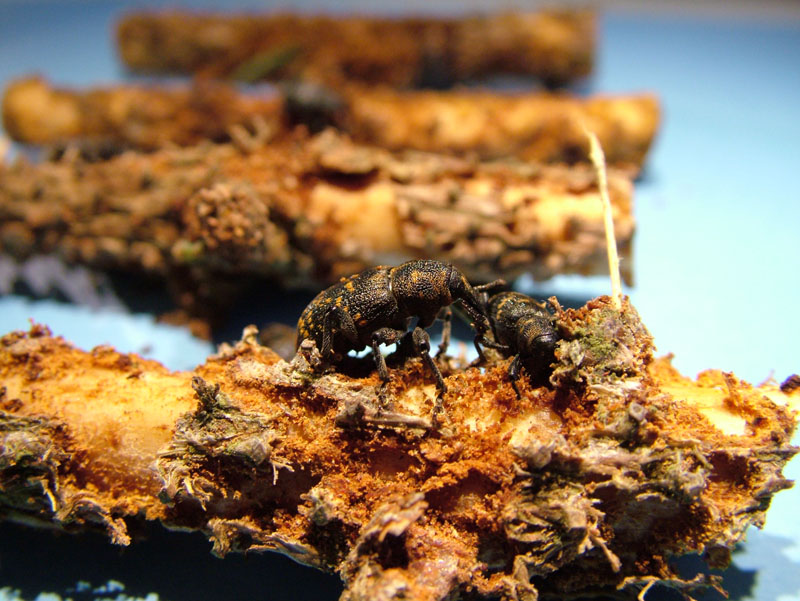 Healthy adult pine weevil showing feeding damage of conifer twig