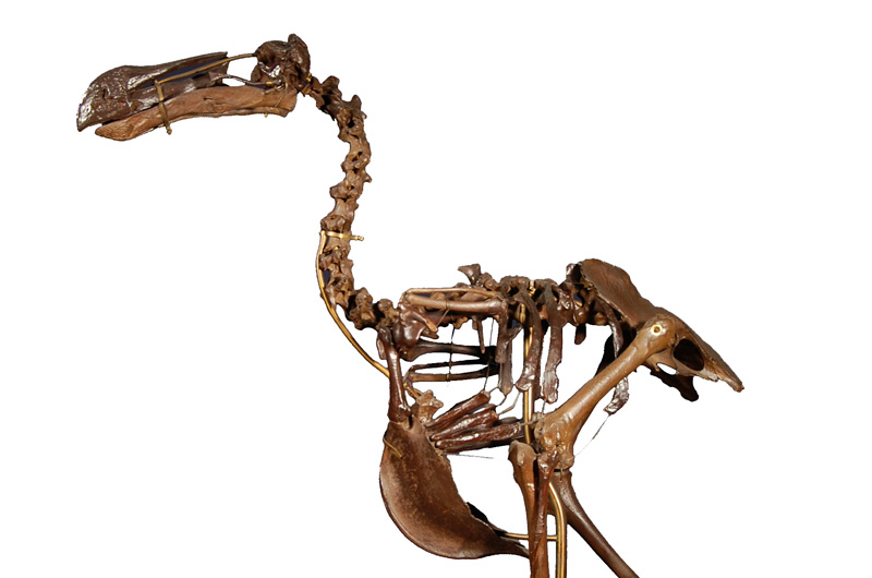 Dodo skeleton 14