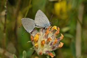 Small Blue Butterfly (Photograph by M.J. Clark)