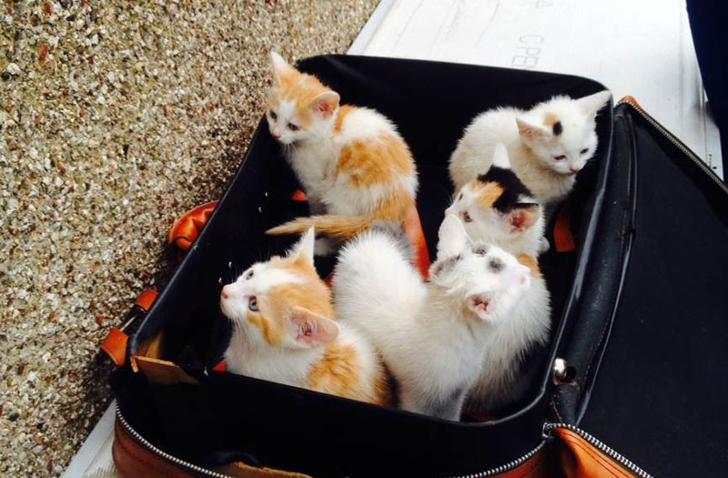 Suitcase Kitten1